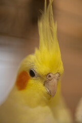 Cockatiel parrots.Funny parrots.Cockatiel pets.Bird with a crest.Cute animal.Funny bird.Cockatiel.Parrots are playing.
Caring for pets.Birds.Animals.Cute cockatiel.Home pet parrot.The best birds.