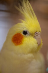 Beautiful photo of a bird.Funny parrot.Cockatiel parrot.
Home pet yellow bird.Beautiful feathers.Cute cockatiel.Home pet parrot.A bird with a crest.Natural color.Birdie.The parrot looks in the mirror.