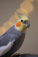 Beautiful photo of a bird.Funny parrot.Cockatiel parrot.
Home pet yellow bird.Beautiful feathers.Cute cockatiel.Home pet parrot.A bird with a crest.Natural color.Birdie.The parrot looks in the mirror.