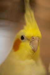 Cockatiel parrots.Funny parrots.Cockatiel pets.Bird with a crest.Cute animal.Funny bird.Cockatiel.Parrots are playing.
Caring for pets.Birds.Animals.Cute cockatiel.Home pet parrot.The best birds.
