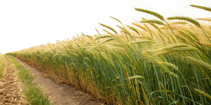 green wheat field in summer isolated on a transparent background png