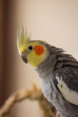 Beautiful photo of a bird.Funny parrot.Cockatiel parrot.
Home pet yellow bird.Beautiful feathers.Cute cockatiel.Home pet parrot.A bird with a crest.Natural color.Birdie.The parrot looks in the mirror.