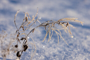 frost on grass