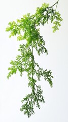 Obraz premium Isolated Green Tree on White Background with Fresh Foliage and Leaves