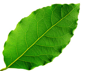 Green leaf isolated on white background