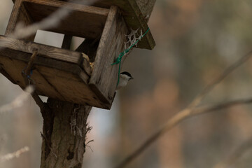 Winter Bird Feeder: Caring for Wildlife. A bird feeder filled with seeds and food hangs in a snowy winter landscape, highlighting care and support for forest animals.
