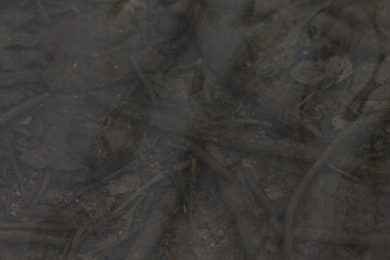Autumn leaves on the bottom of the stream as a background. Tranquil forest floor blanketed in crunchy leaves, displaying a variety of rich textures and the diverse elements of nature.