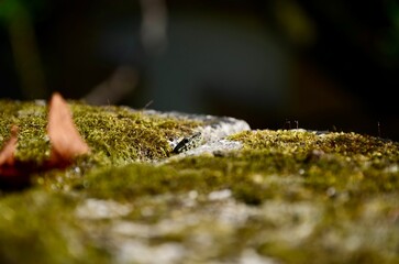Lizard hidden among mossy rocks 