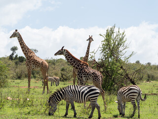 Giraffes and Zebras in Maasai Mara, Kenya, Africa © Oliver