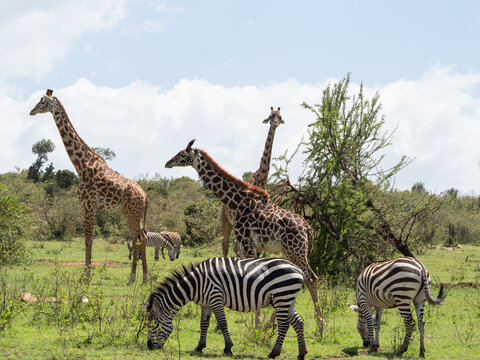 Fototapeta Giraffes and Zebras in Maasai Mara, Kenya, Africa