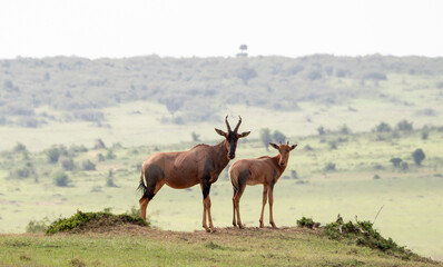 Topi mother and infant in Maasai Mara, Kenya, Africa