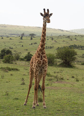 Giraffe urinating in Maasai Mara, Kenya, Africa
