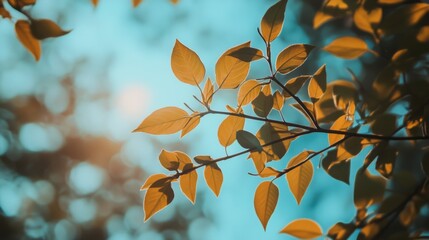 Sunlight through yellow-green leaves on a branch against a blue sky.