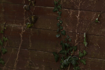 Ivy vines climb a beautifully rustic wooden wall, merging the elements of nature and architecture...