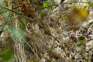 Bird in the park of Furfooz