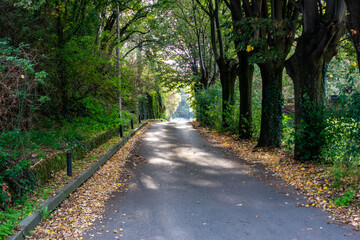 Road in the middle of trees in autumn