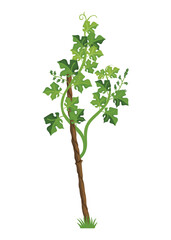 Growing Grapevine Bearing Plants and Vines