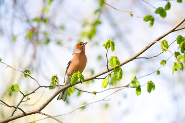 spring bird, chaffinch, sings a song on a branch