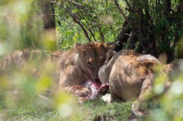 Lions eating infant giraffe in Maasai Mara, Kenya, Africa
