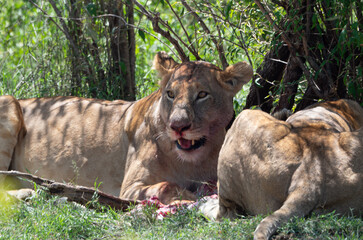 Lions eating infant giraffe in Maasai Mara, Kenya, Africa
