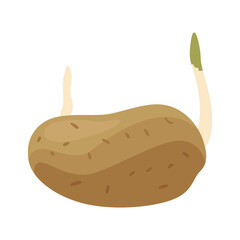 Potatoes plant growing process. Plants isolated on white background. Potato growth stage, planting process, plant life cycle infographic elements in flat design