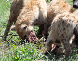 Hyenas fighting over food, eating in Maasai Mara, Kenya, Africa