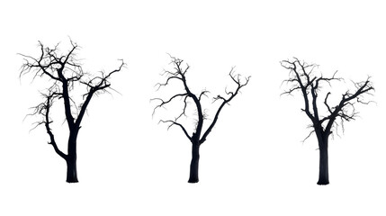 Fototapeta premium Silhouette of a dead trees.