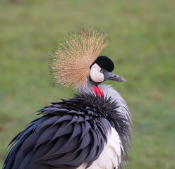 Grey crowned crane in Maasai Mara, Kenya, Africa
