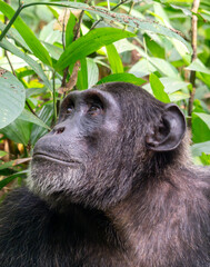 Chimpanzee Alpha Portrait In Kibale National Park, Uganda, Africa