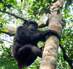 Mother Chimpanzee Climbing Down Tree In Kibale National Park, Uganda, Africa