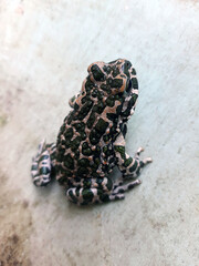 Frog on a gray background