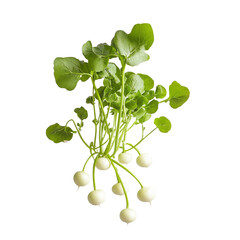 small green radish in the air on white background
