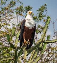 African Fish Eagle in Queen Elizabeth National Park, Uganda, Africa
