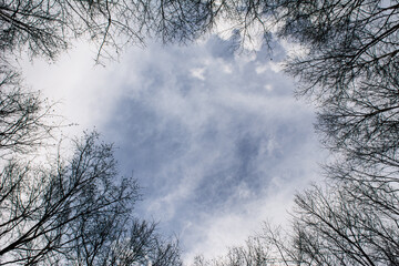 Bare trees on clouds sky mountainous forest landscape under a cloudy sky, with bare tree branches, Silhouette of an oak tree with bare stems in winter, bare branches, tree branch.