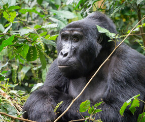 Gorilla in the Mountains in Bwindi Impenetrable Forest, Uganda, Africa