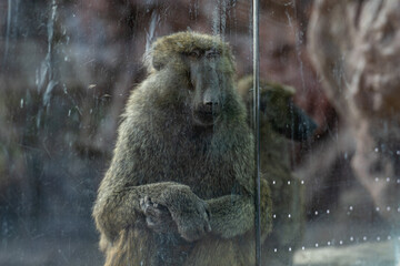 View of Olive Baboon at the Toronto Zoo.