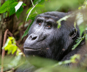 Gorilla closeup in the Mountains in Bwindi Impenetrable Forest, Uganda, Africa