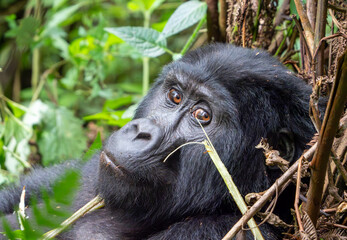 Gorilla closeup in the Mountains in Bwindi Impenetrable Forest, Uganda, Africa