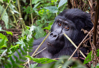 Gorilla closeup in the Mountains in Bwindi Impenetrable Forest, Uganda, Africa