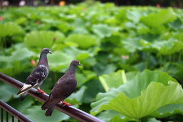 鳩