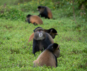 Golden Monkeys in Volcanoes National Park, Rwanda, Africa © Oliver