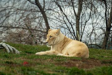 View of lion at the Toronto Zoo.
