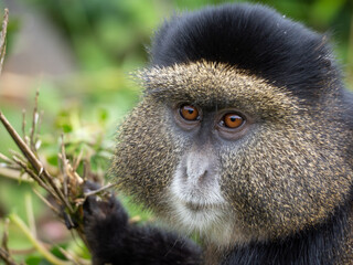 Golden Monkey eating plant in Volcanoes National Park, Rwanda, Africa