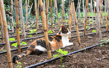 Gato en medio de un huerto con habichuelas y cebollas en la isla de Gran Canaria, España