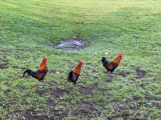 Feral Chickens in Auckland New Zealand