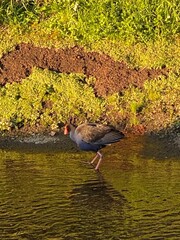 Photo of Australasian Swamphen Porphyrio melanotus bor Pukeko in New Zealand