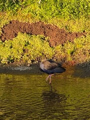 Photo of Australasian Swamphen Porphyrio melanotus bor Pukeko in New Zealand
