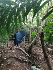 Photo of Victoria Crowned Pigeon or Goura Victoria