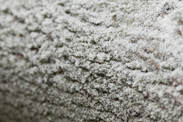 Frosted log crosssection, wood texture against a backdrop of pristine snow