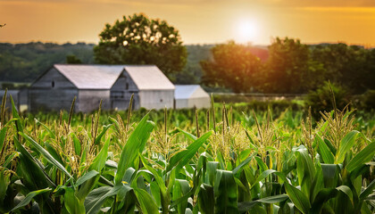 southern maryland corn discipline saint mary s county usa